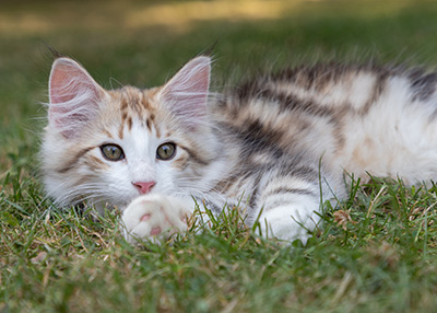 Orion - 12 weeks old