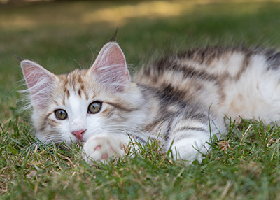 Orion - 12 weeks old