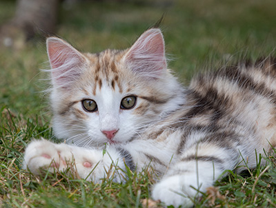 Orion - 12 weeks old