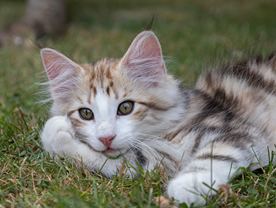 Orion - 12 weeks old