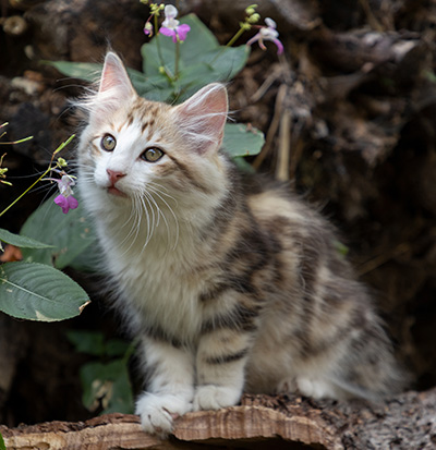 Orion - 12 weeks old