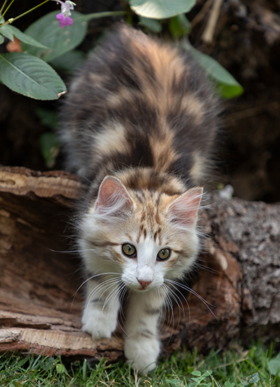 Orion - 12 weeks old