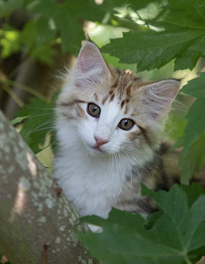 Orion - 12 weeks old