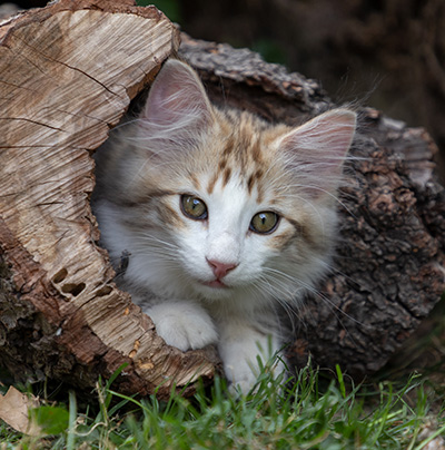 Orion - 12 weeks old