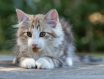 Orion - 12 weeks old