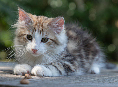 Orion - 12 weeks old