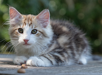 Orion - 12 weeks old