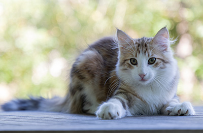 Orion - 4 months old
