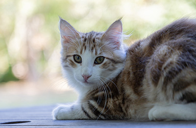 Orion - 4 months old