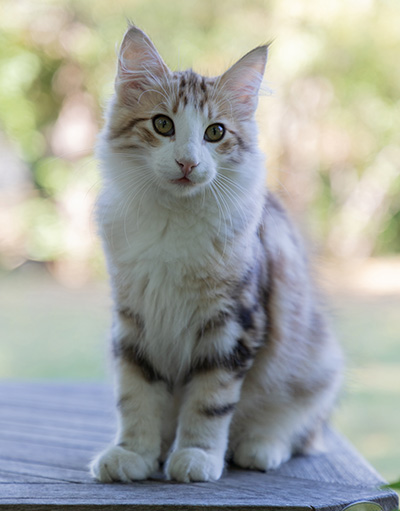 Orion - 4 months old