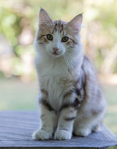 Orion - 4 months old