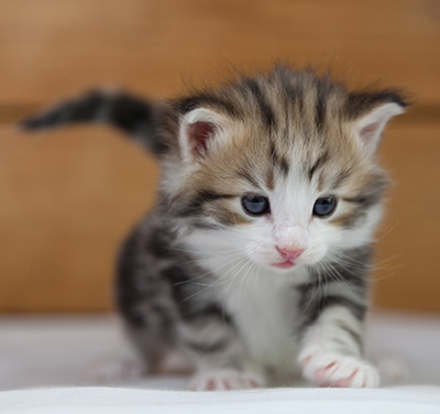 Orion - 4 weeks old