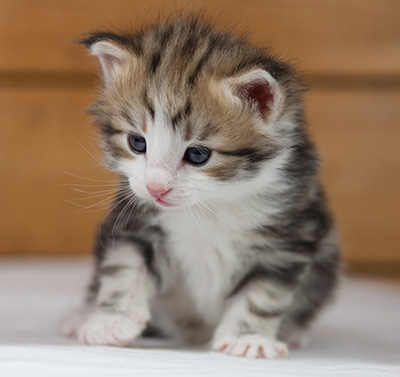 Orion - 4 weeks old