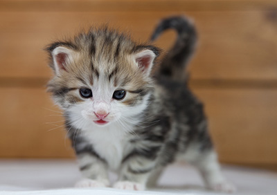 Orion - 4 weeks old