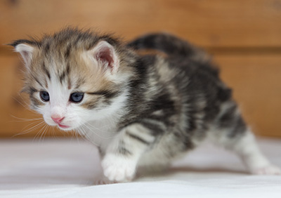 Orion - 4 weeks old