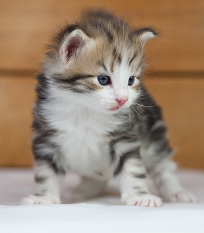 Orion - 4 weeks old