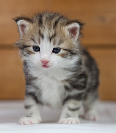Orion - 4 weeks old