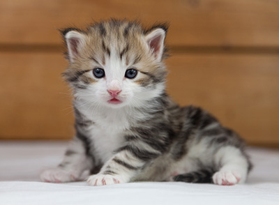 Orion - 4 weeks old