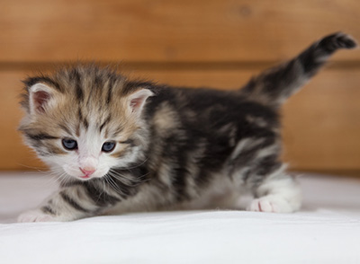 Orion - 4 weeks old