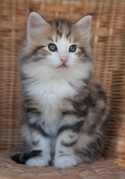 Orion - 7 weeks old