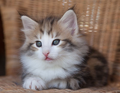 Orion - 7 weeks old