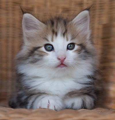 Orion - 7 weeks old