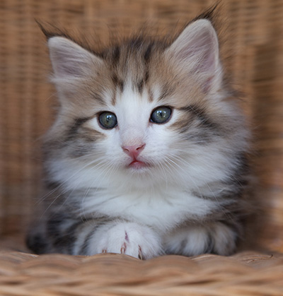 Orion - 7 weeks old