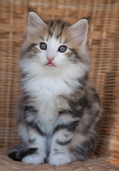 Orion - 7 weeks old