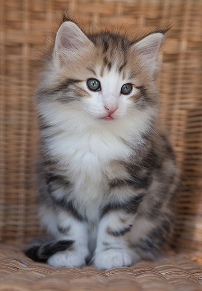 Orion - 7 weeks old
