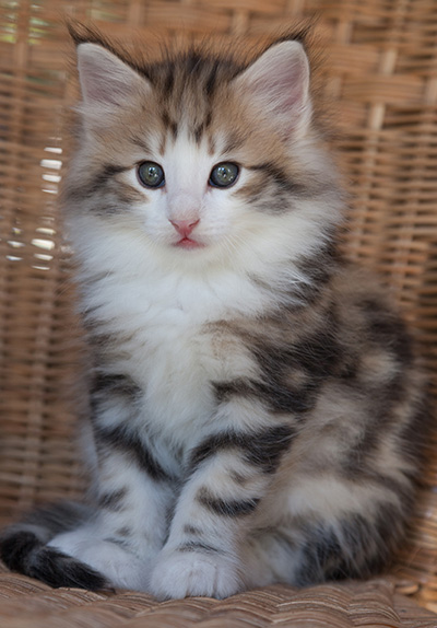 Orion - 7 weeks old