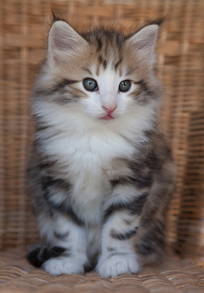 Orion - 7 weeks old