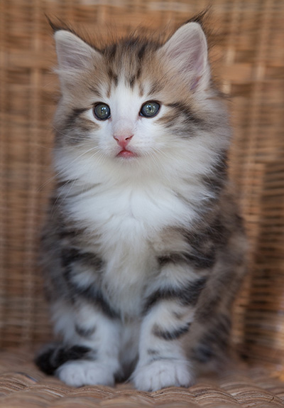 Orion - 7 weeks old