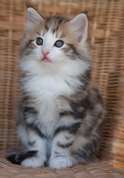 Orion - 7 weeks old