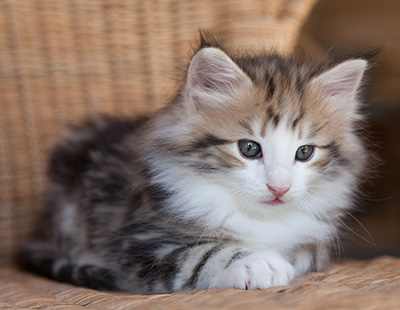 Orion - 7 weeks old