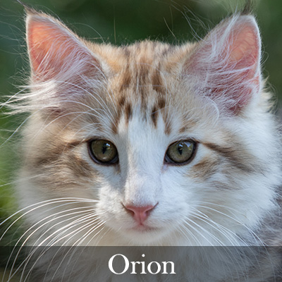 Orion