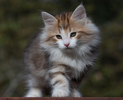 Ricky - 10 weeks old