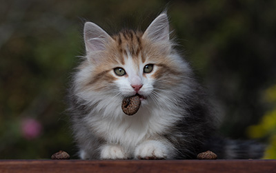 Ricky - 10 weeks old