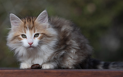 Ricky - 10 weeks old