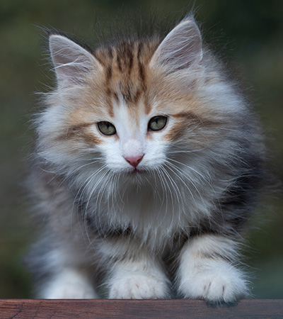 Ricky - 10 weeks old