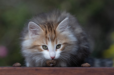 Ricky - 10 weeks old
