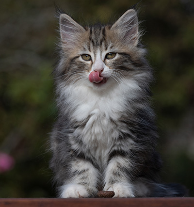 Rodica - 10 weeks old