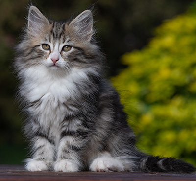 Rodica - 10 weeks old