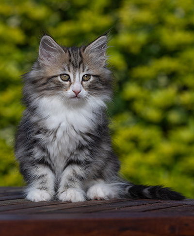 Rodica - 10 weeks old