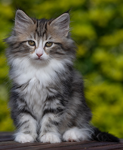 Rodica - 10 weeks old