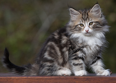 Rodica - 10 weeks old