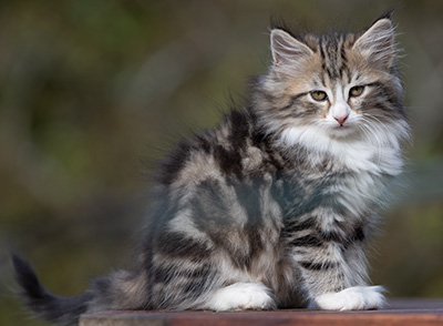Rodica - 10 weeks old