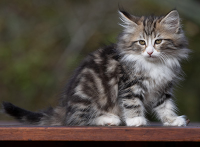 Rodica - 10 weeks old