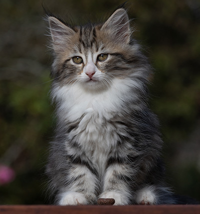Rodica - 10 weeks old