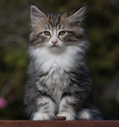 Rodica - 10 weeks old