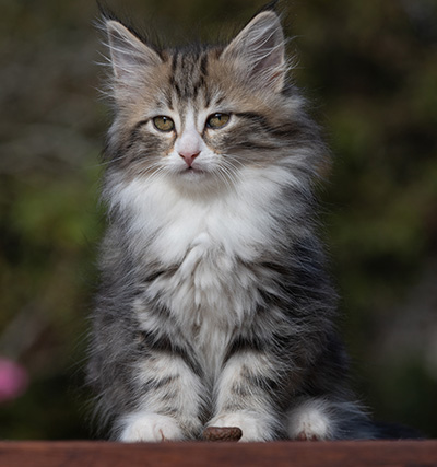 Rodica - 10 weeks old